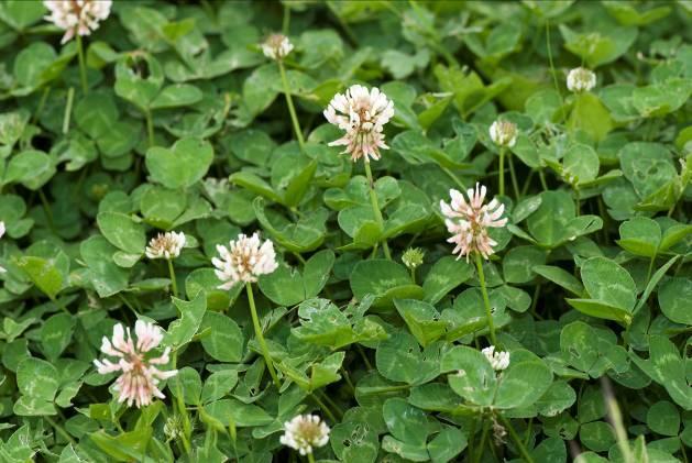 TRIFOLIUM REPENS