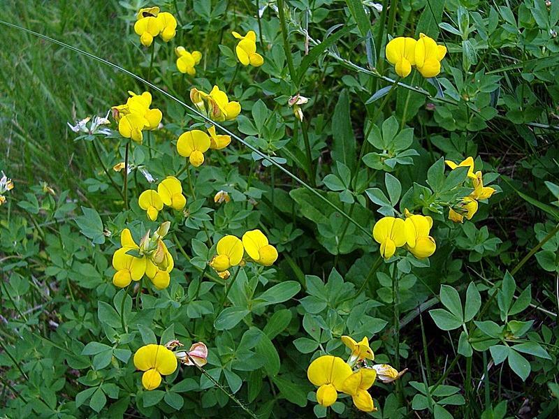 LOTUS CORNICULATUS szarvaskerep Elterjedés: mérsékelt égövi Eurázsia Természetesen száraz gyepekben és legelőkön honos; takarmánynak vetik Beltartalmi értékei hasonlók a lucerna