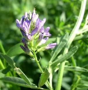 Medicago lupulina
