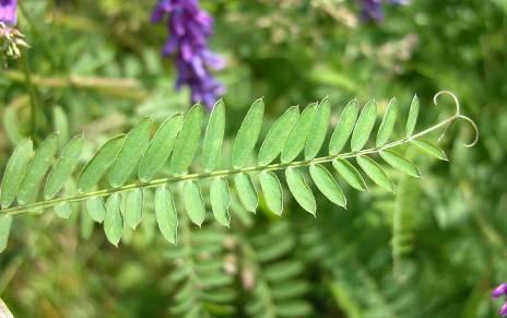 Vicia spp.
