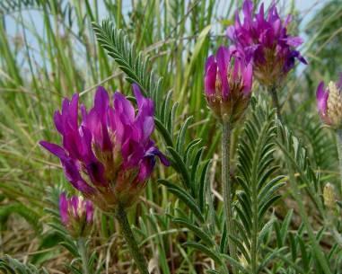 Astragalus spp.
