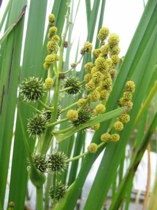 III. Szittyók és sások (savanyúfüvek) Juncaceae (szittyófélék családja) Cyperaceae (palkafélék, sásfélék családja) Typhaceae