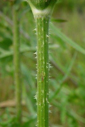 Dipsacus laciniatus héjakút