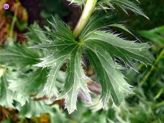 Eryngium campestre