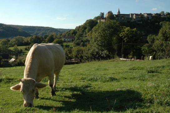 Marha A marha, a juh és a ló legelési módja nyelvével tépi le a növényeket