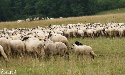 zsenge, puha leveleit szereti Juh a talajfelszínhez közel harapja le a