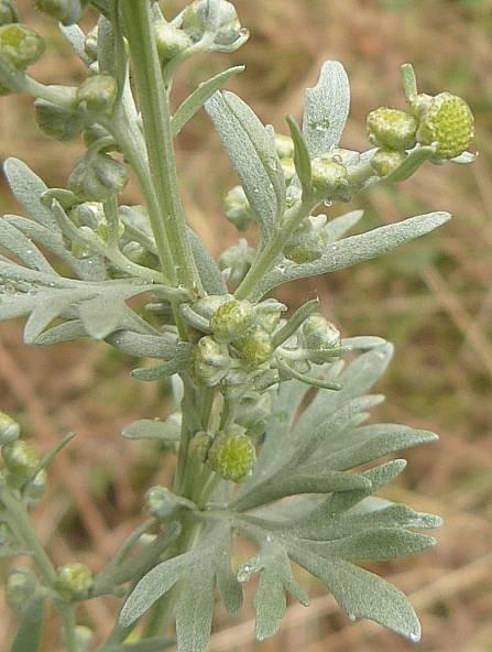 Artemisia