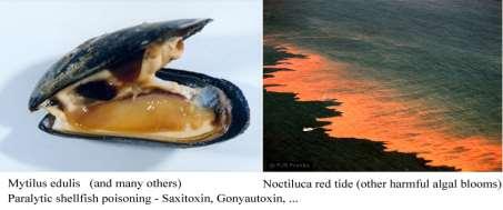 toxinja (tetraodon fajták) szaxitoxin - kagyló toxinja Extracelluláris Ca