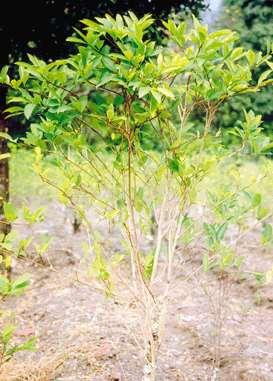 Kokain Erythroxylon coca