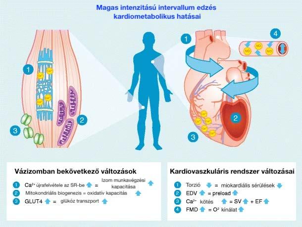 3. Ábra: A magas intenzitású intervallum edzés kardiometabolikus hatásai Forrás: Módosítva https://www.researchgate.