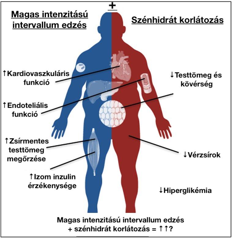 edzésen vettek részt. 12 hét után a HIIT csoportban a hasi zsír szignifikánsan csökkent a kontroll csoporthoz képest [HEYDARI et al., 2012]. 4.