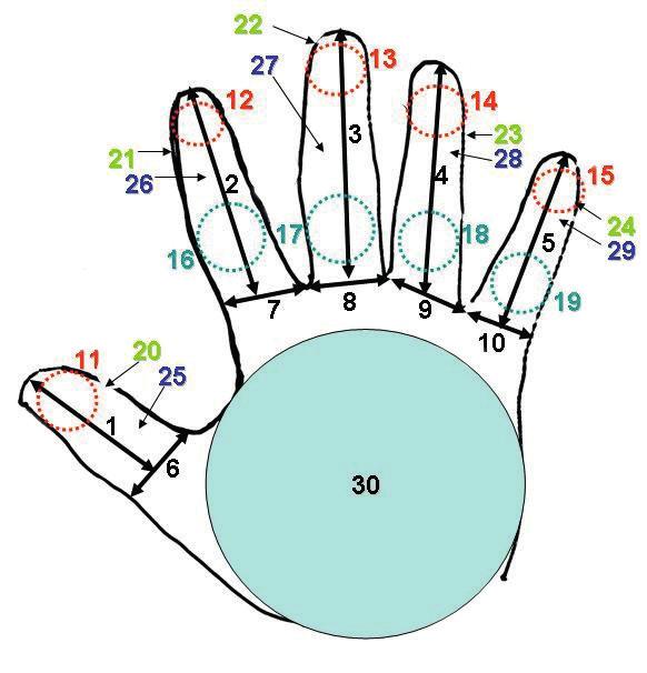 118 A BIOMETRIKUS ADATOKAT TARTALMAZÓ ÚTI Abban az esetben, ha nem pozicionáló tüskék alkalmazásával történik a mintavételezés, akkor a kézről úgynevezett sajátossági értékeket vesznek fel: az ujjak
