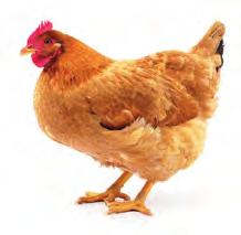 ... héjú tojásokkal szaporodnak, melyeket a tojó...-vel költ. 2. Kösd az állítást a megfelelő állathoz! Lehet, hogy egy állítás mindkét madárra igaz. Szarupikkelyekkel szegélyezett lemezes csőre van.