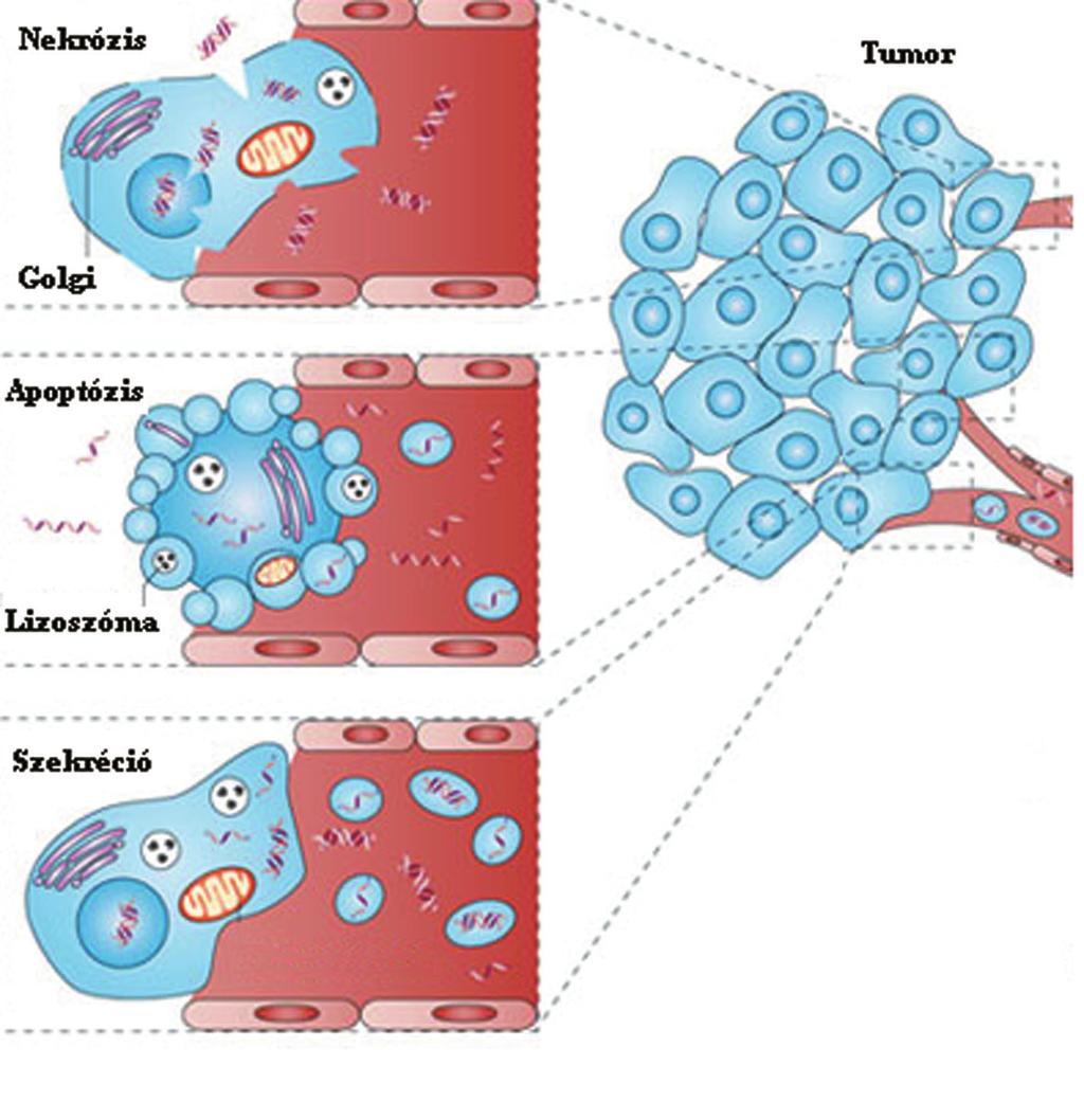 nekrotizált sejtek arányával. 1 A keringô DNS és a daganatok közötti kapcsolatot elsô alkalommal Leon és mtsai vizsgálták 1977-ben.
