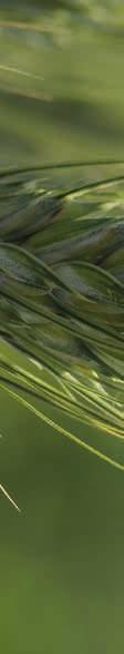 PESCADOU DURUM BÚZA KORAI / JÁRÓ KIEMELKEDŐ TERMÉSPOTENCIÁL ÉS ÁTLAGON FELÜLI REZISZTENCIA A ROZSDABETEGSÉGEKKEL SZEMBEN TOSCADOU DURUM BÚZA KORAI / JÁRÓ ÁTLAGON FELÜLI TERMÉSSTABILITÁS Új MINŐSÉGI