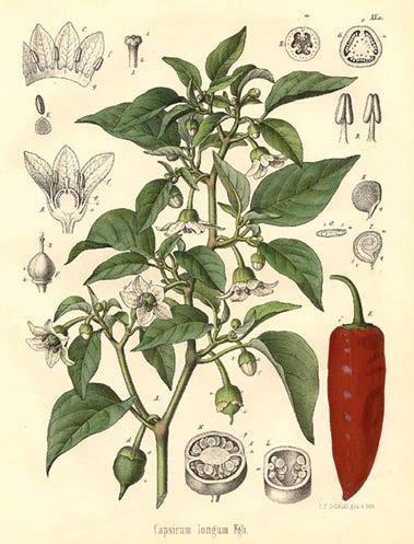 Rovatunkban gasztronómiai kultúránk történetéből merítünk. Fűszerpaprika, a magyar konyha jelképe A fűszerpaprika a só és a bors mellett a magyar konyhaművészet legfontosabb fűszere.