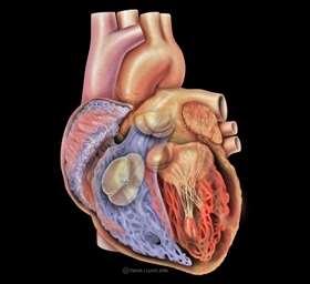 Arrhythmia If the arrhythmia arises from atria, SA node, or AV node it is called