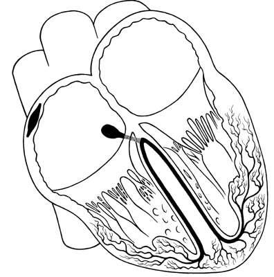 Normal conduction