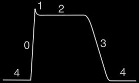 Non-pacemaker action potential Phase 1: partial repolarization Due to rapid efflux of K + Phase 0: fast upstroke Due to Na + influx Phase 2: plateu Due to Ca ++