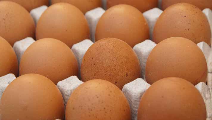Sano Takarmányozási Koncepció TOJÁSTERMELÉS MIRŐL VAN SZÓ?