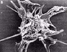 adhéziója a felszínhez glycoprotein Ib/IX - vwf, fibronectin, vitronectin, thrombospondin