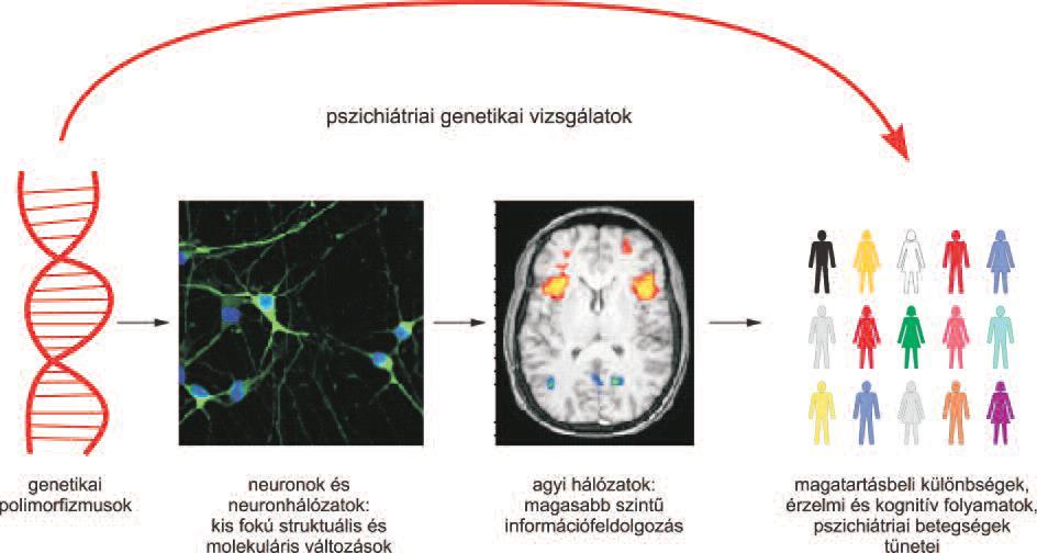 Miért nehéz a pszichiátriai genetika?