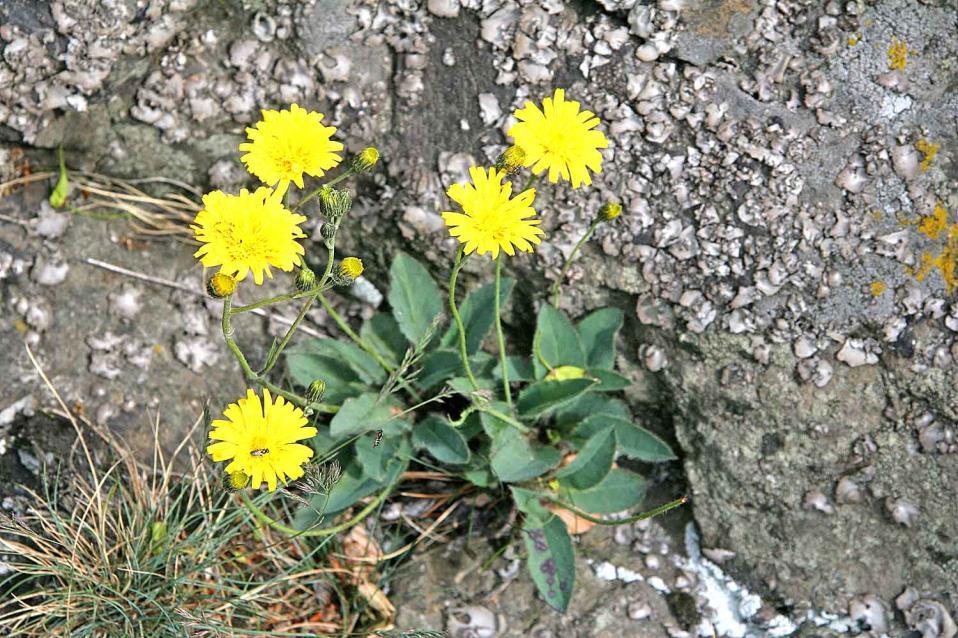 Ezüstös hölgymál - Hieracium pilosella Fajleírás: Magasság: Igen alacsony termetű, 5-15 cm-es faj.