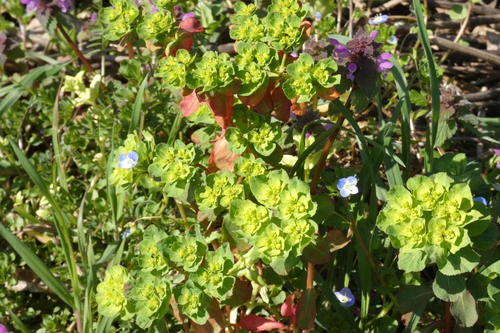 Erdei kutyatej - Euphorbia amygdaloides Fajleírás: Magasság: 15-80 cm. Levél: Szárat sűrűn borító bíborvörös, zöld árnyalatú levelei vannak. Virág: Ernyőben nyílnak.