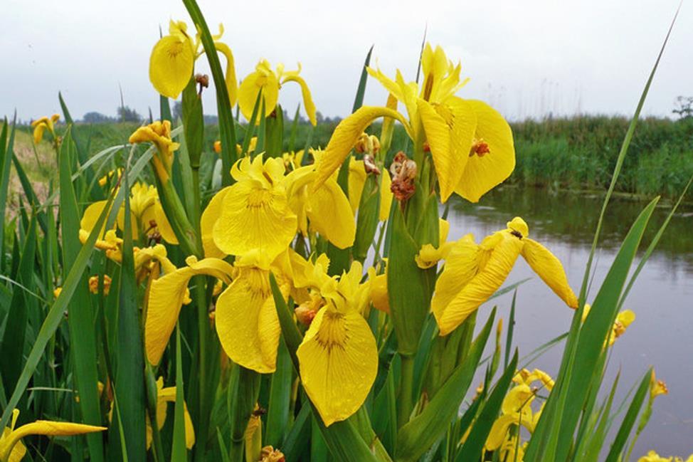 Mocsári nőszirom - Iris pseudocarus Fajleírás: Magasság: A hazai nősziromfélék között a legnagyobb, akár 1 m magas is lehet.