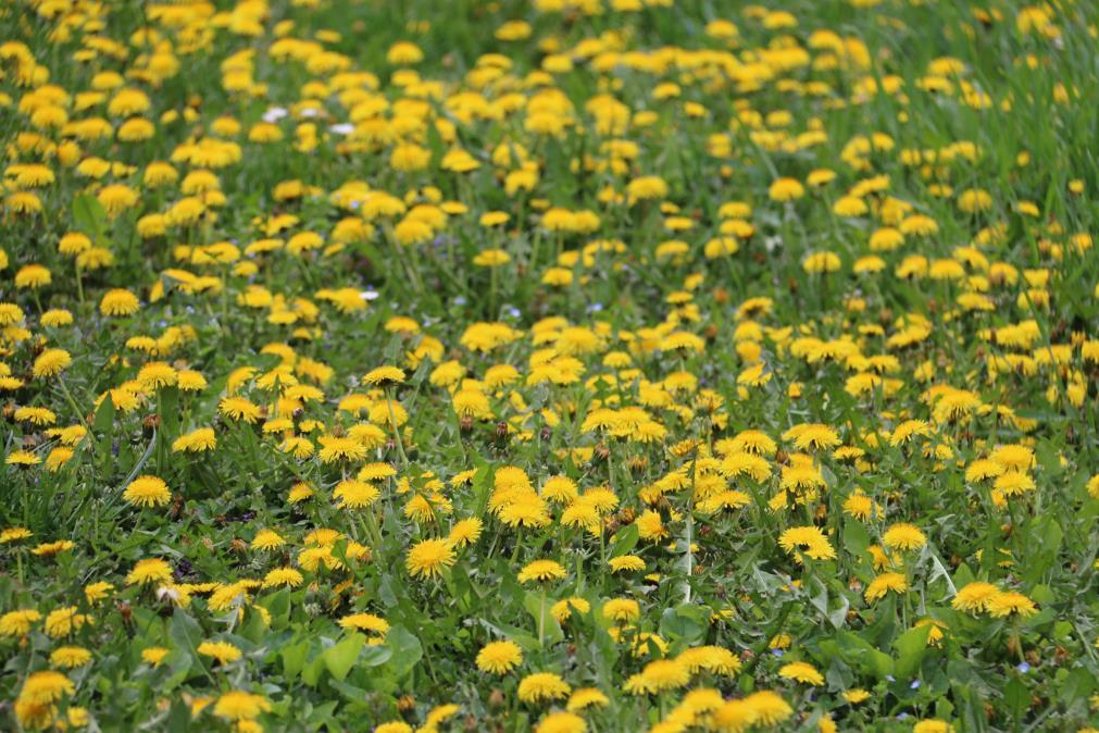 Pongyola pitypang - Taraxacum officinale Fajleírás: Magasság: 5-30 cm. Levél: Tőrózsában nő, szeldelt. Virág: A virágok sárga nyelves fészekvirágzatot alkotnak.