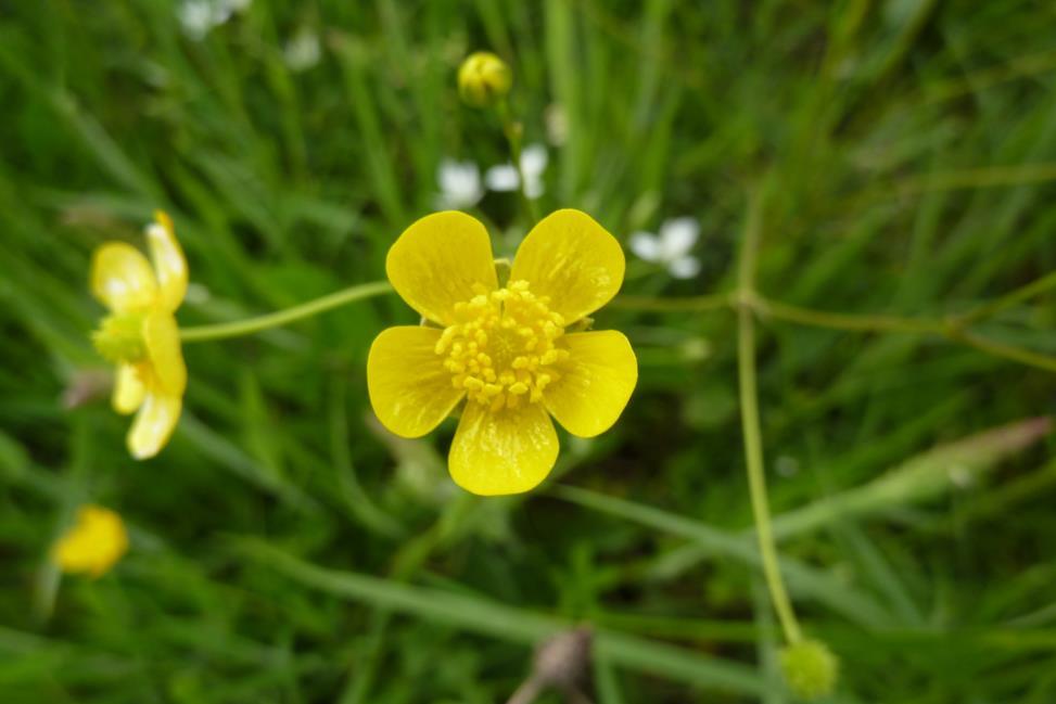 Réti boglárka - Ranunculus acris Fajleírás: Magasság: 30-100 cm. Levél: Levelei tenyeresen többé-kevésbé tövig szeldeltek, 3 5 szelettel.