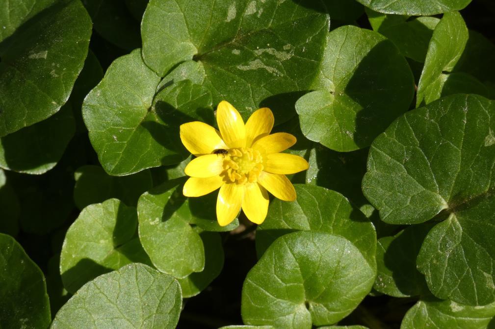 Salátaboglárka - Ranunculus ficaria Fajleírás: Magasság: 5-15 cm. Levél: Levelei fényes zöldek, tőállásúak, hosszú nyelűek, kerekdedek, ép vagy csipkés szélűek.