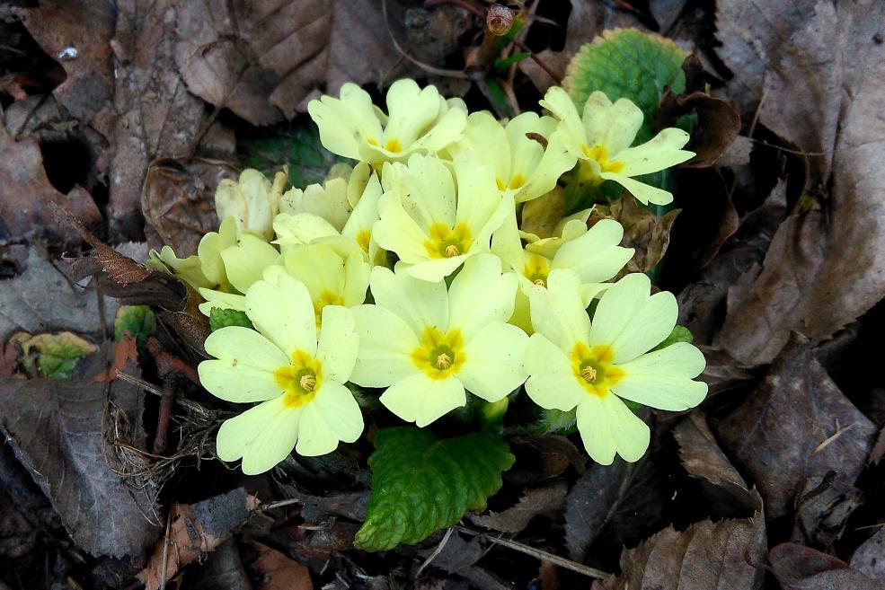 Szártalan kankalin Primula vulgaris Védett eszmei értéke 5000 Ft Fajleírás: Magasság: 5-15 cm. Levél: Tojásdadok, tőállóak, csipkés szélűek, zöldek.
