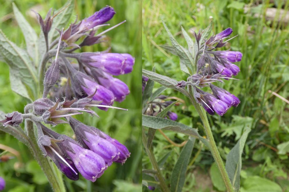 Fekete nadálytő - Symphytum officinale Fajleírás: Magasság: 80-100 cm Levél: A levelek alakja elég változatos, tojásdadtól a lándzsásig, de szélük minden esetben ép.