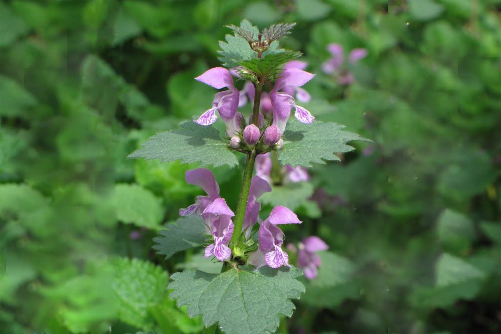 Foltos árvacsalán - Lamium maculatum Fajleírás: Magasság: 20-80 cm. Levél: Többnyire foltos, tojásdad vagy szívalakú. Virág: 2-3,5 cm hosszú, ajakos, lila. Lehet még bíborrózsaszínű is.