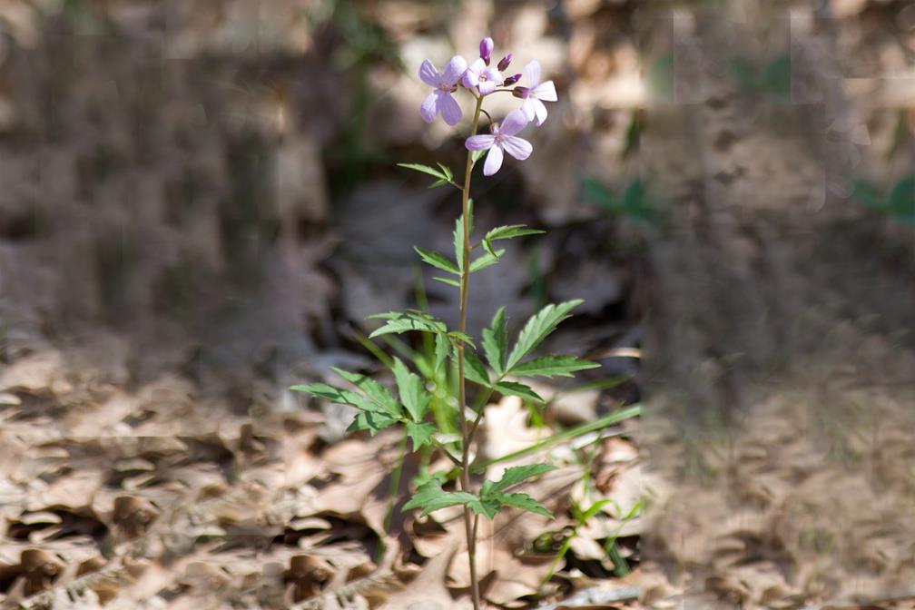 Hagymás fogasír - Cardamine bulbifera Fajleírás: Magasság: 30-70 cm. Levél: Levelei páratlanul szárnyaltak, fűrészes szélűek, az alsók hosszabb nyelűek, a felső levélkék, lándzsa formájúak.