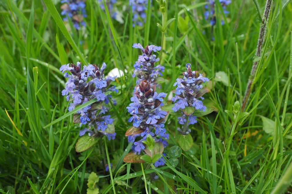 Indás ínfű - Ajuga reptans Fajleírás: Magasság: 10-20 cm. Levél: Levélformája tojásdad. A száron keresztben átellenesen helyezkednek el, szélük fűrészes. Virág: Virágai ajakosak.