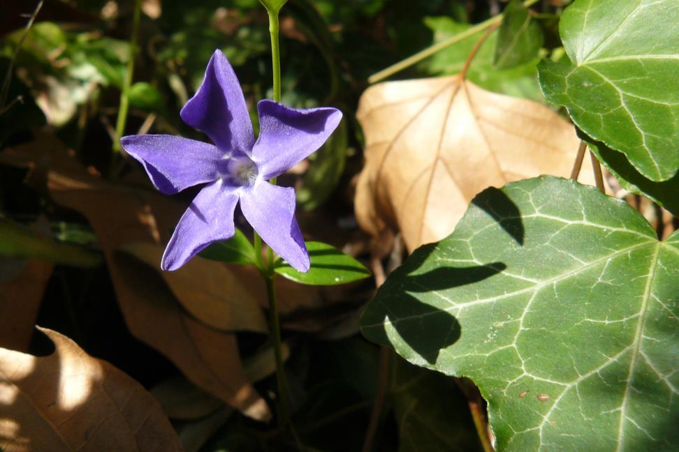 Kis télizöld Vinca minor Fajleírás: Magasság: 15-20 cm, akár lehet 60 cm-is. Levél: Örökzöld, elliptikus, bőrnemű. Virág: Liláskék színűek, 5 tagúak, szirmok nem szimmetrikusak.