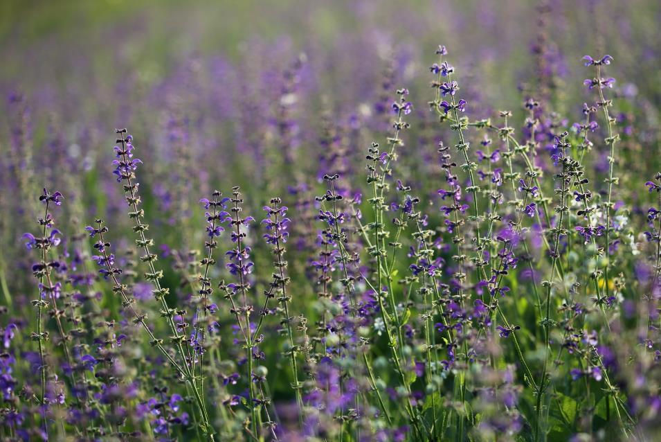 Mezei zsálya - Salvia pratensis Fajleírás: Magasság: 50-80 cm. Levél: Sötétzöld, hosszúkás. Alsók tőlevélrózsát alkotnak. Virág: Fürtszerű, ajakos.