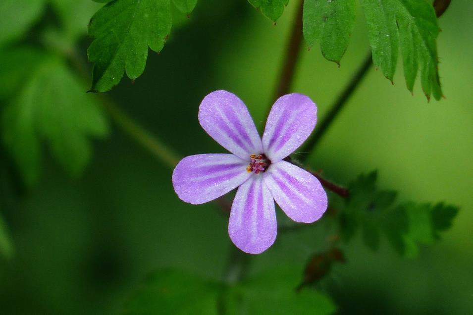 Nehézszagú gólyaorr - Geranium robertianum Fajleírás: Magasság: 20-50 cm. Levél: Ép szélű, tenyeresen szeldelt, a szárhoz nyéllel kapcsolódik. Virág: Lila színű, csészelevelei szőrösek.