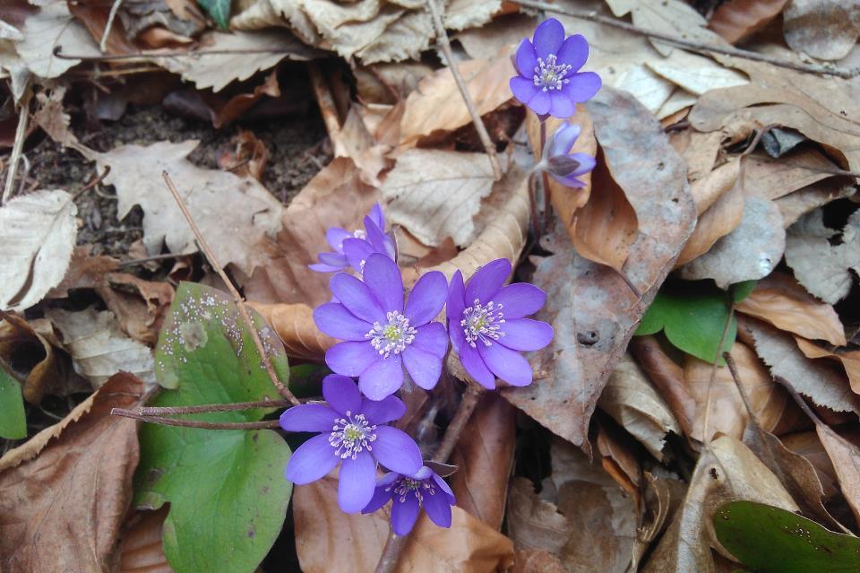 Nemes májvirág Anemone hepatica Védett eszmei értéke 5000 Ft Fajleírás: Magasság: 5-15 cm Levél: Az egész levél és a karéjok is szívesek, ép szélűek. színe fényes sötétzöld, fonákja vörösbarna.