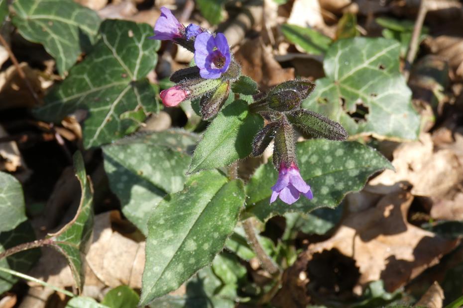 Orvosi tüdőfű - Pulmonaria officinalis Fajleírás: Magasság: 15-30 cm. Levél: Tojásdad alakú, fehér foltos.