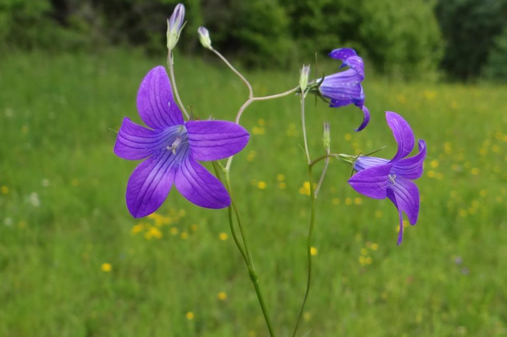 Terebélyes harangvirág Campanula patula Fajleírás: Magasság: 30-60 cm. Levél: Lándzsás. A felső levelek nyéltelenek, a tőlevelek széles nyelűek. Virág: Levendulalila, de lehet halványkék is.