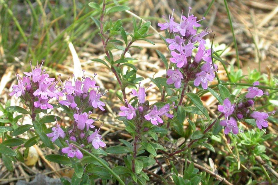 Mezei kakukkfű - Thymus serpyllum Fajleírás: Magasság: 5-25 cm. Levél: Nyeles vagy ülő levelei keresztben átellenesek, alakjuk változó, hosszúkástól elliptikusig.