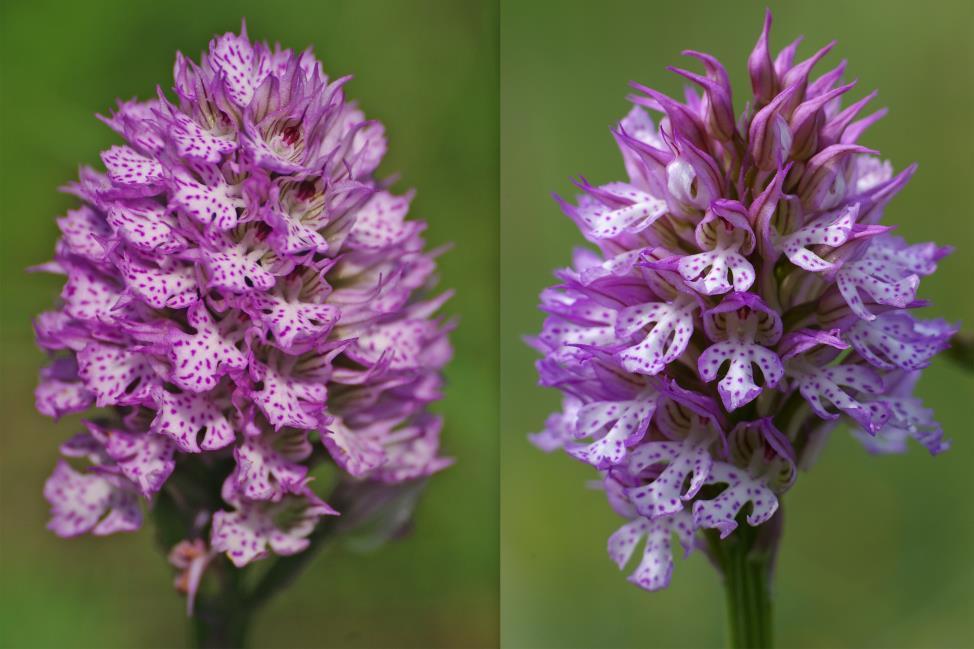 Tarka pettyeskosbor - Neotinea tridentata Védett eszmei értéke 10 000 Ft Fajleírás: Magasság: 10-30 cm. Levél: Alsó levelei tojásdad-lándzsásak, 4 12 cm hosszúak, 1 2,5 cm szélesek, a felsők kisebbek.