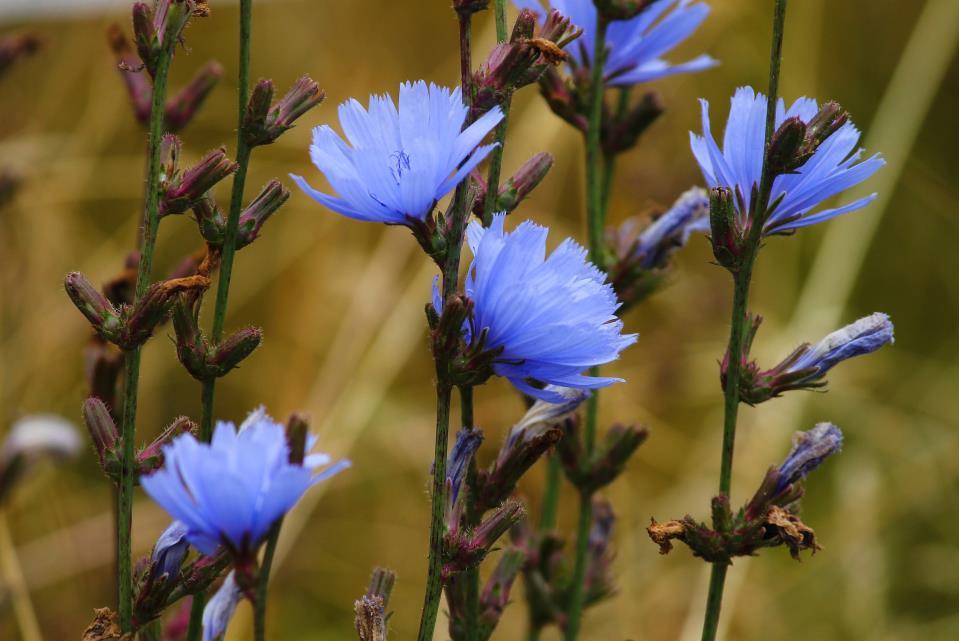 Mezei katáng - Cichorium intybus Fajleírás: Magasság: 60-100 cm. Levél: Alsó levelei tőlevélrózsát alkotnak és szárnyasan karéjosak. Felső levelei lándzsásak, szélük fűrészes, szórtak.