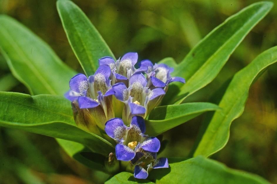 Szent László-tárnics - Gentiana cruciata Védett eszmei értéke 10 000 Ft Fajleírás: Magasság: 20-40 cm. Levél: Levelei kissé húsosak, általában 3 párhuzamos levélérrel.