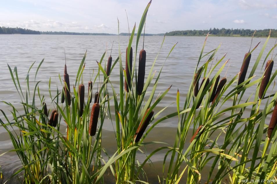 Széleslevelű gyékény Typha latifolia Fajleírás: Magasság: 100-250 cm. Levél: 2 cm vastag, kékeszöld, szálas, könnyen megvágja az embert.