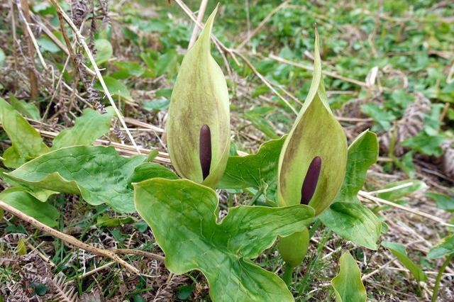 Foltos kontyvirág - Arum maculatum Fajleírás: Magasság: 15-30 cm. Levél: Levelei dárdás vállúak, hegyes csúcsúak, hosszú nyelűek, ép szélűek, fényes felületűek.