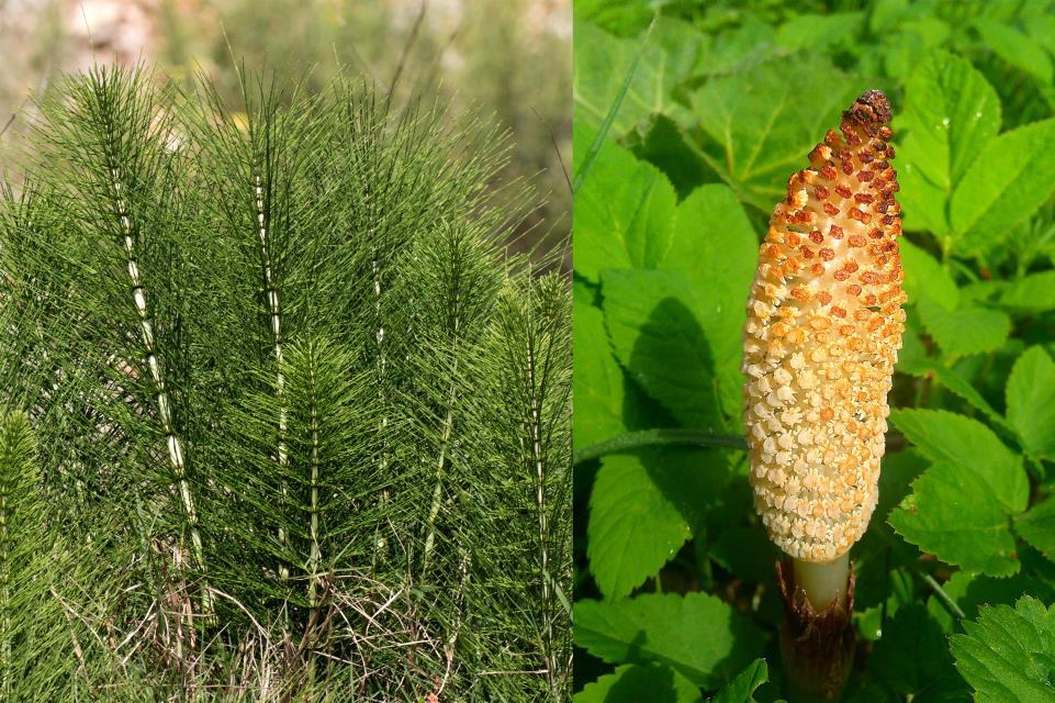 Mezei zsurló - Equisetum arvense Fajleírás: Magasság: 15-40 cm. Levél: Szárain örvökbe rendeződött, tűszerű levelekkel rendelkezik. Szár: Hengeres.